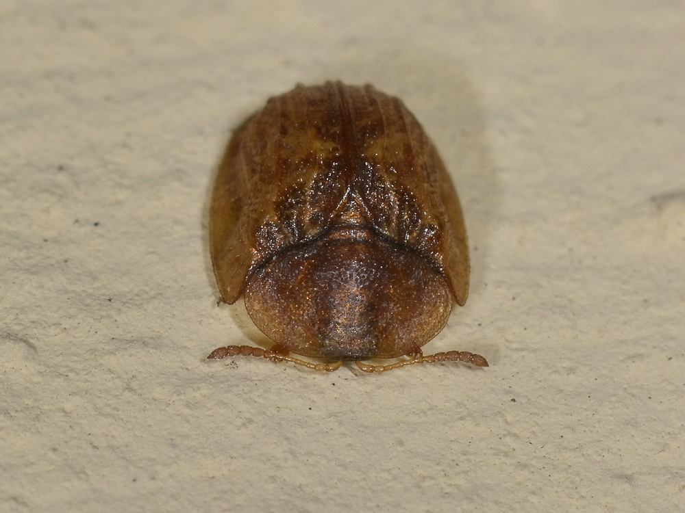Hypocassida subferruginea